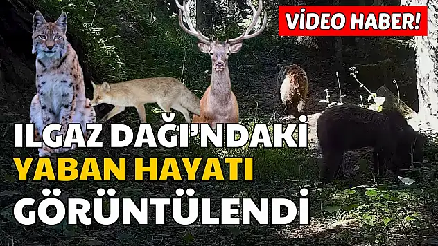 Ilgaz Dağı'ndaki Yaban Hayatı Fotokapanlarla Görüntülendi