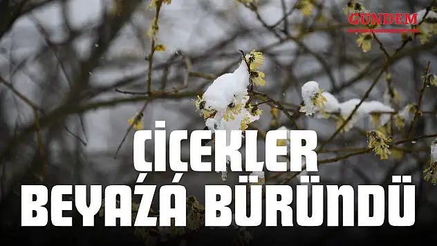 İlkbaharda Açan Çiçekler Beyaza Büründü