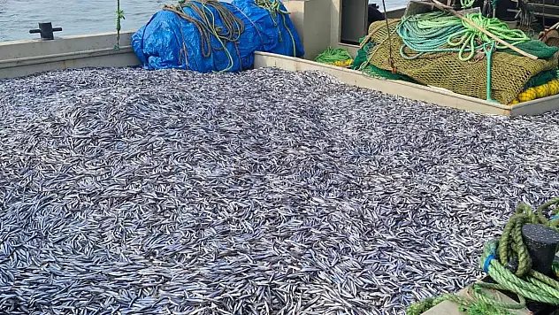 İnebolu'da Bin Ton Hamsi Karaya Çıktı