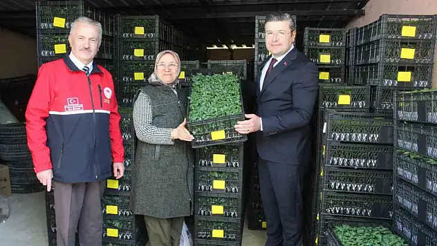 İnebolu'da Çiftçilere 124 Bin Adet Sebze Fidesi Dağıtıldı