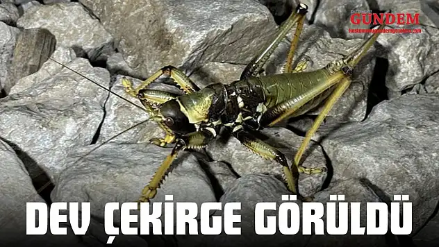 İnebolu'da Dev Çekirge Görüldü