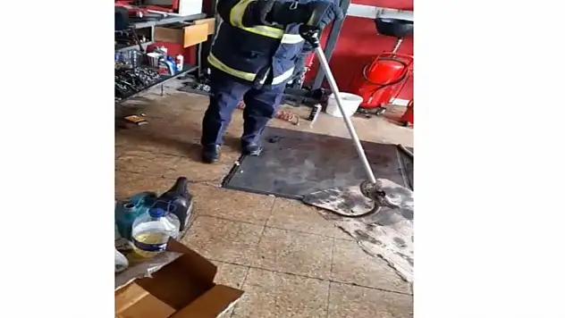 İş yerine giren yılanı itfaiye yakaladı