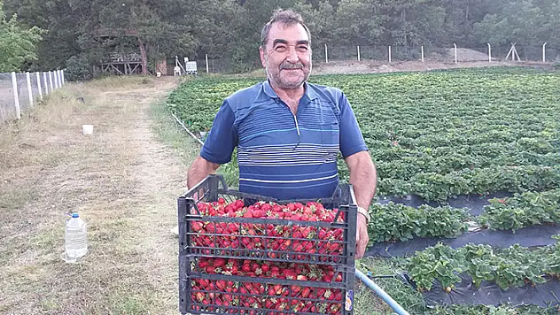 İskilip Çileğinin Ekim Alanı 750 Dekara Yükseldi