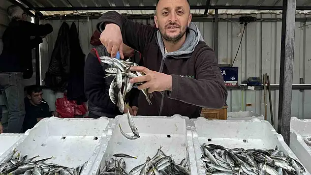İstavrit Bolluğu Tezgahlara Yansıdı