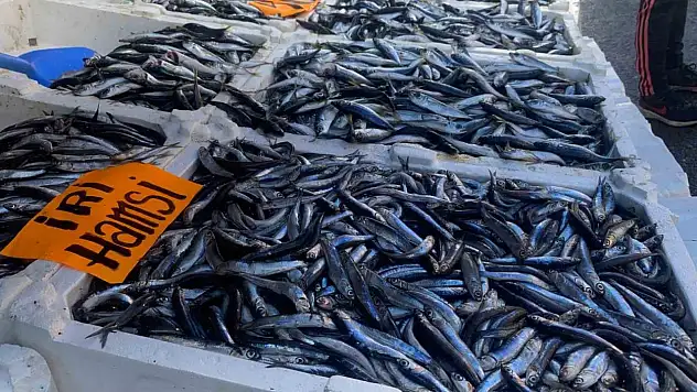 İstavrit Tezgahlarda 50 Liradan Alıcı Buldu