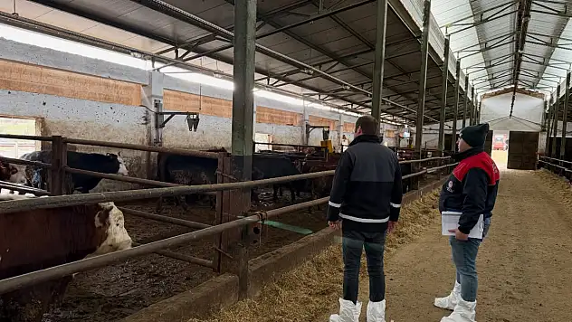 İthal Besilik Sığırlar İl Genelinde Kontrol Edildi