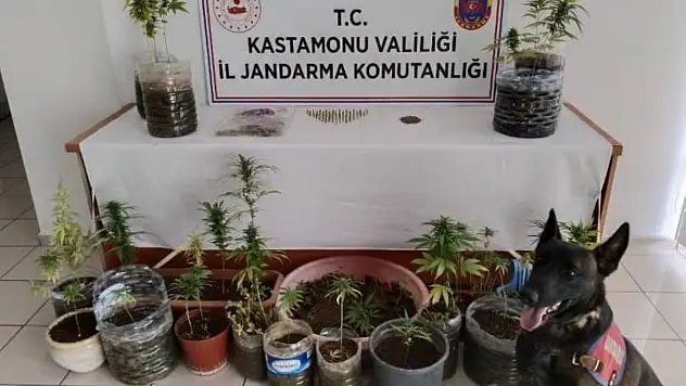 Jandarma'dan 3 operasyon: 5 gözaltı