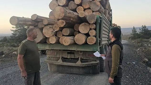 Kaçak Ağaç Kıyımına Ağır Ceza