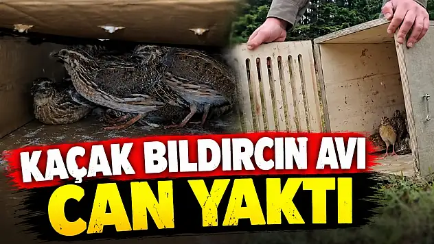 Kaçak Bıldırcın Avı Can Yaktı!