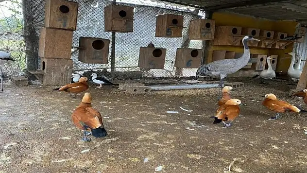 Kaçak Olarak Ülkeye Sokulan 371 Hayvan HAYTAP İşbirliğiyle Korumaya Alındı