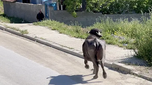 Kaçan kurbanlığın saldırısından bodruma sığınarak kurtuldu