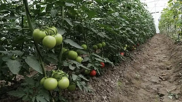 Kadın Elinden HanSera Projesi Desteklenecek