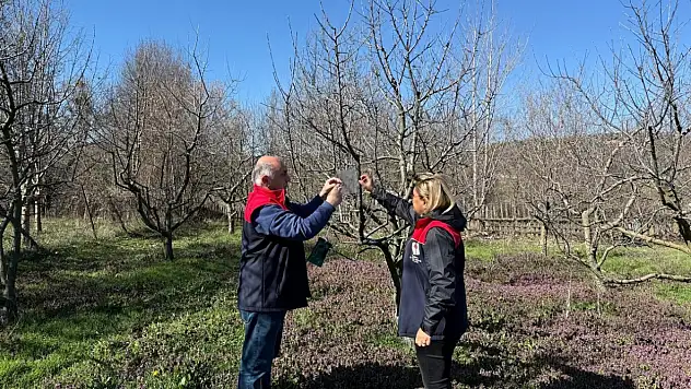 Kahverengi Kokarca İle Mücadele Çalışmaları Sürüyor
