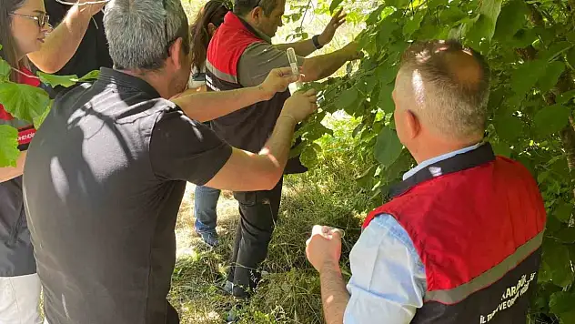 Kahverengi kokarca ile mücadelede samuray arıcıkları doğaya salındı
