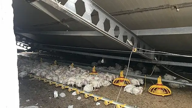 Kar Yığınları Kümes Çatısını Çökertti