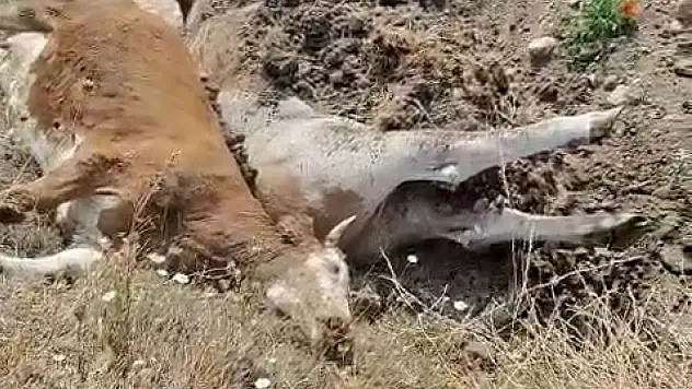 Karabük'te 3 İnek Şap Hastalığından Telef Oldu