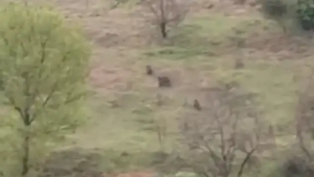 Ayılar Ve Domuzlar Görüntülendi