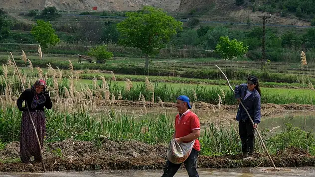 Karabük'te çeltik ekimi başladı