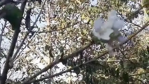 Meyve Ağaçları Mevsimleri Şaşırdı