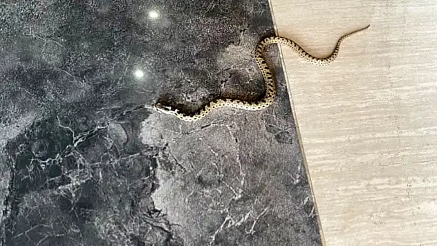 Hava Sıcaklıkları Sonrası Yılanlar Çıkmaya Başladı