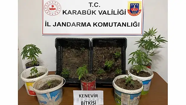 Karabük'te Kök Kenevir Ele Geçirildi