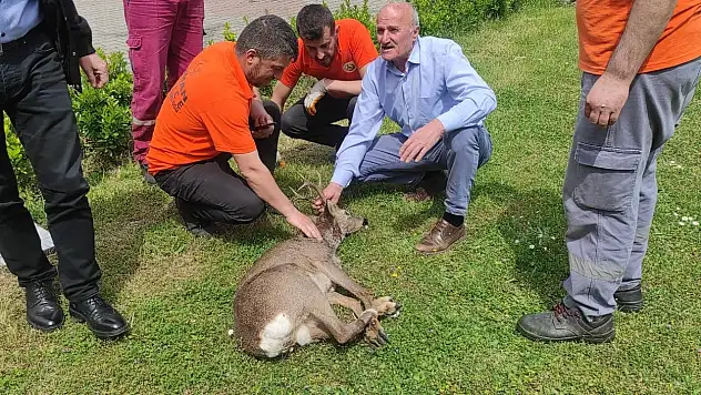 Karabük'te yaralı karaca güvende