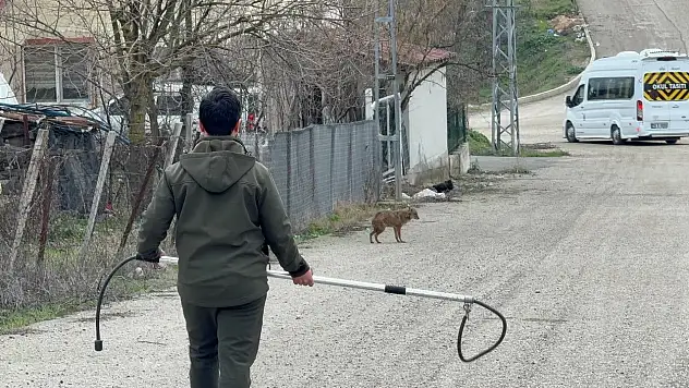 Karabük'te Yerleşim Yerine İnen Hasta Çakal Tedavi Edilip Doğaya Salındı