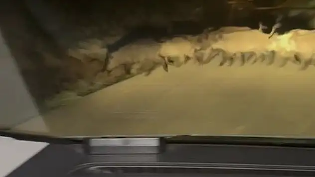 Domuz Sürüsü Yola Çıktı