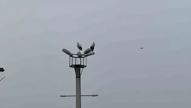 Karabük'ün Simgesi Haline Gelen Leylek Dronla Görüntülendi
