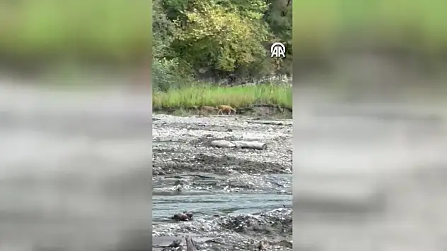 Karacalar Dere Kenarında Görüntülendi