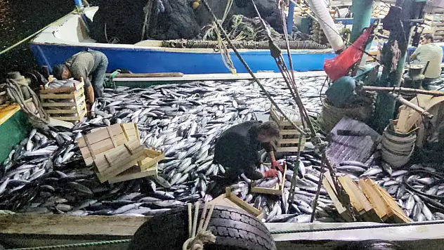 Karadeniz Açıklarında 3 Saatte 15 Bin Palamut!