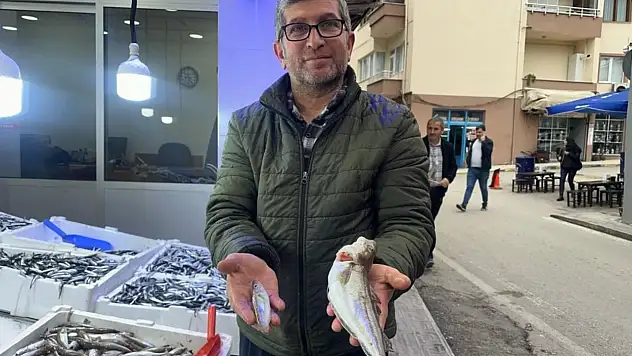 Karadeniz'de Dev Mezgit Yakalandı