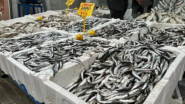 Karadeniz'de hamsi bolluğu: kilosu 40 TL
