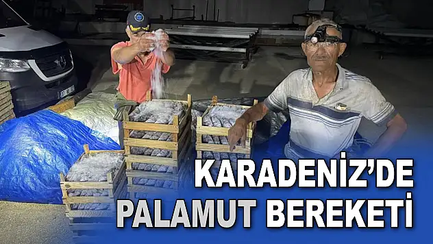 Karadeniz'de Palamut Bereketi