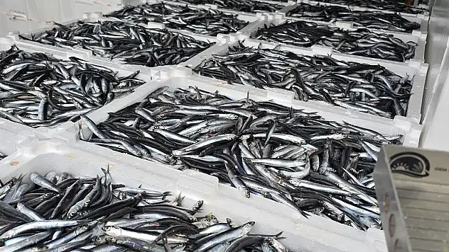 Karadeniz'in Bereketi Çatalzeytin'de! 