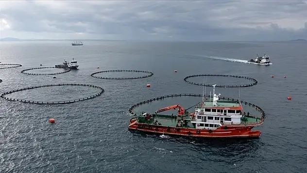 Karadeniz'in Su Ürünleri İhracat Geliri Yılın İlk Ayında 28 Milyon Doları Aştı