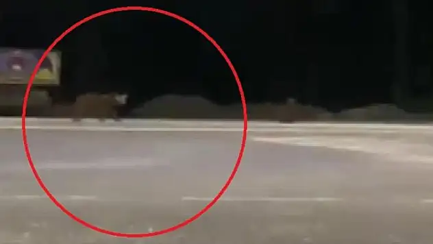 Karayoluna inen ayılar kamerada