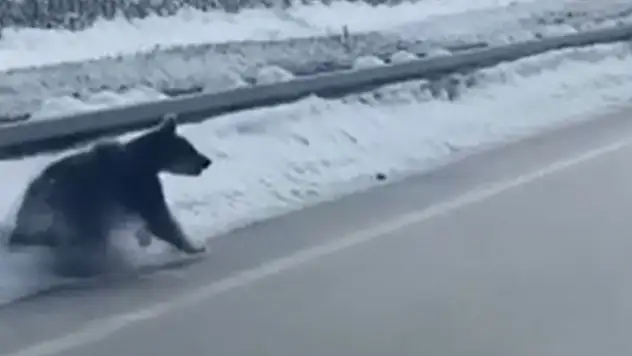 Karayoluna İnen Bozayılar Görüntülendi