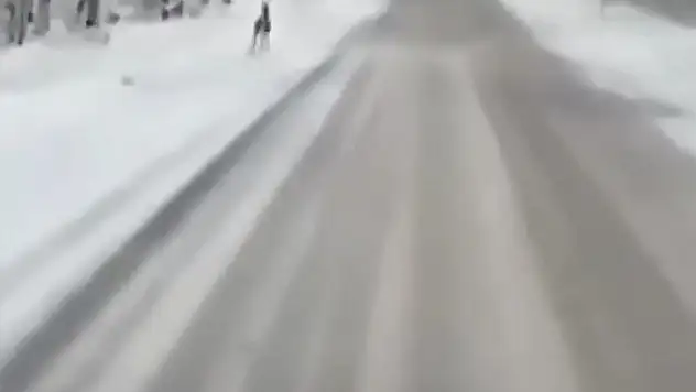 Ağaç Tünelde Koşan Karaca Kamerada