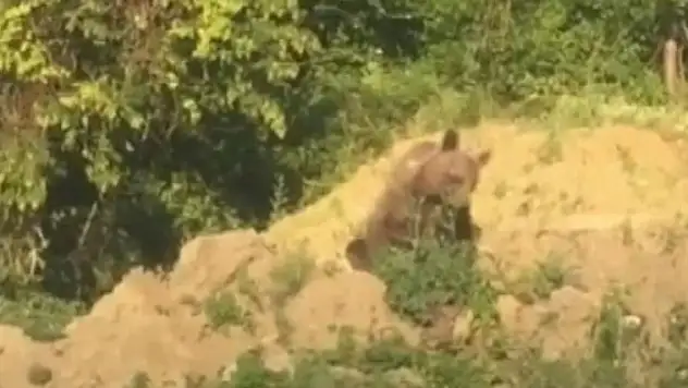 Karnını doyurmaya çalışan ayı kameraya yakalandı