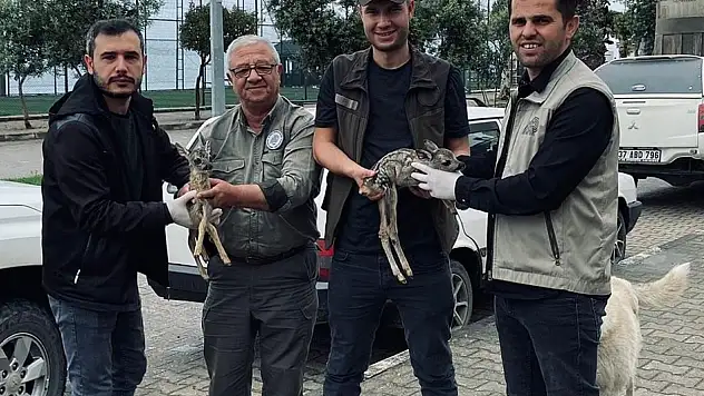 Kastamonu'da 2 yavru karaca bulundu