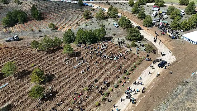 Kastamonu'da 210 Bin Fidan Toprakla Buluşturulacak