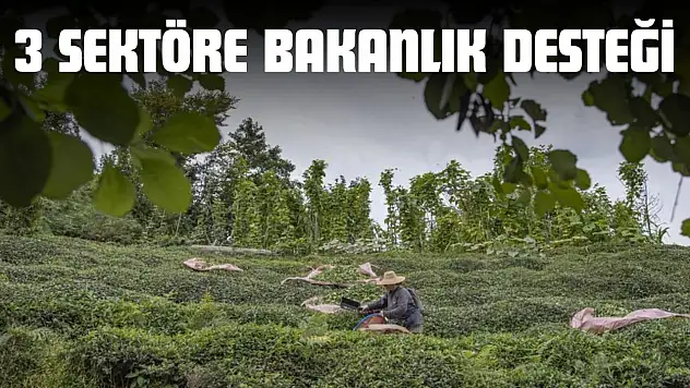 Kastamonu'da 3 Sektöre Bakanlık Desteği