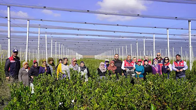 Kastamonu'da Aronya Hasadı Heyecanı