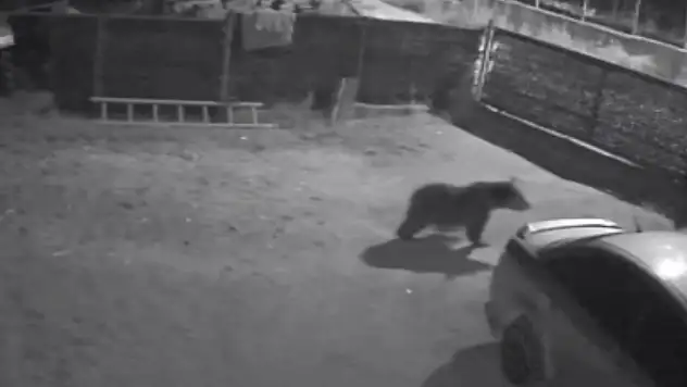 Kastamonu'da Bahçeye Giren Ayı ve Yavrusu Kamerada