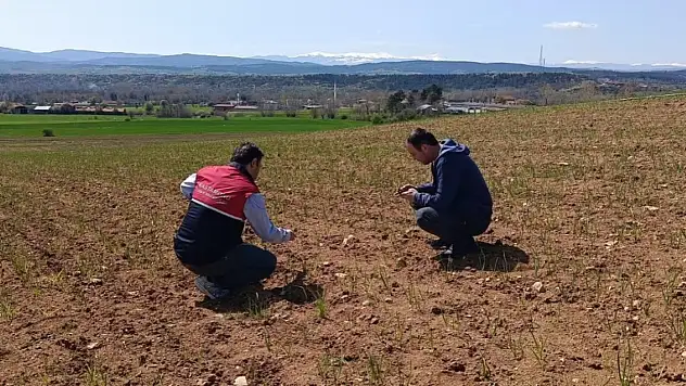 Kastamonu'da Bitkisel Üretim Alanları Mercek Altında!