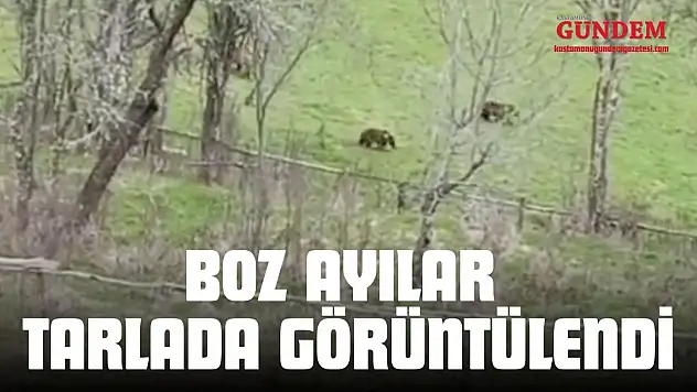 Kastamonu'da Boz Ayılar Tarlada Görüntülendi