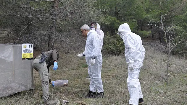 Kastamonu'da çamkese böceğiyle mücadele