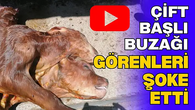 Kastamonu'da Doğan Çift Başlı Buzağı Görenleri Şoke Etti