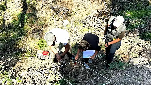 Kastamonu'da Fidan Sayımı Tamamlandı